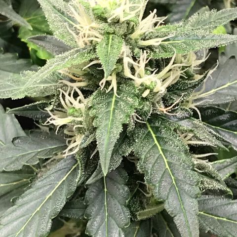 Zkittlez Express growlog timeline photo