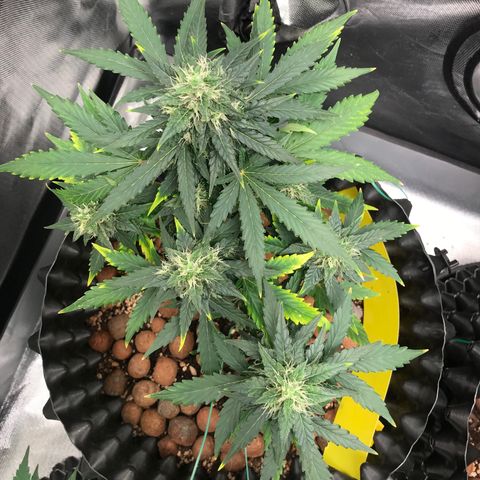 Zkittlez Express growlog timeline photo