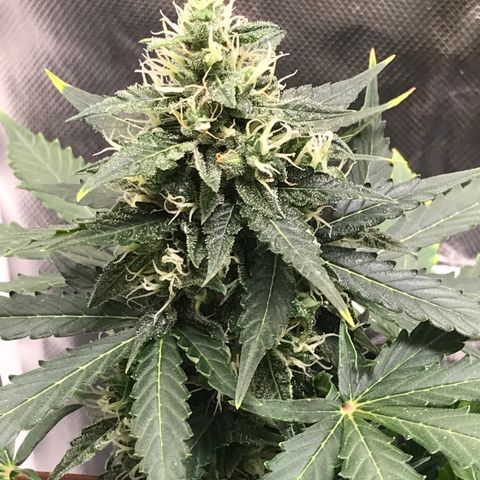 Zkittlez Express growlog timeline photo