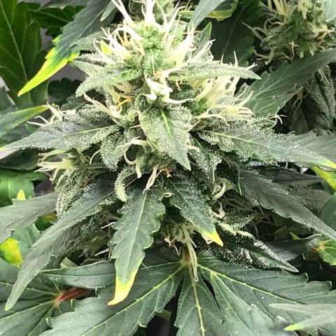 Zkittlez Express growlog timeline photo