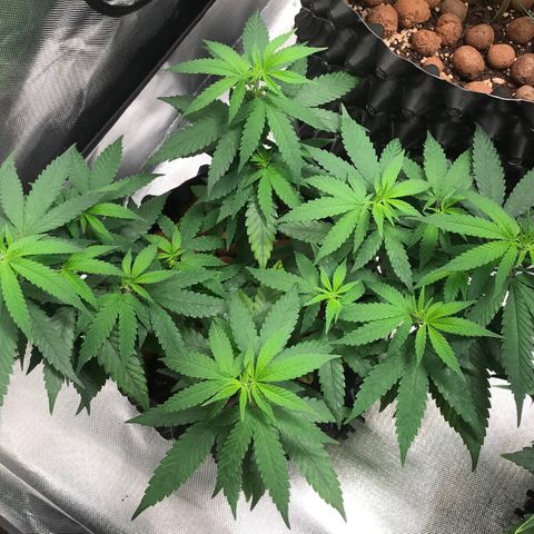 Cheese growlog timeline photo