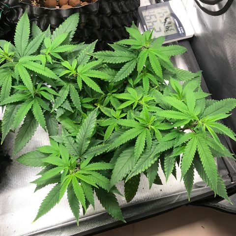 Amnesia Haze growlog timeline photo