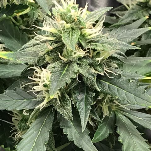 Zkittlez Express growlog timeline photo