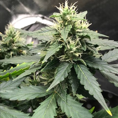 Zkittlez Express growlog timeline photo