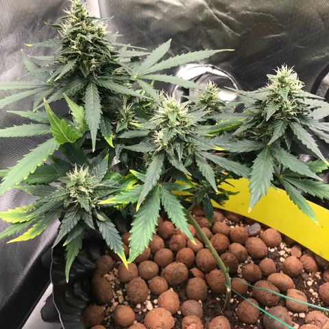 Zkittlez Express growlog timeline photo