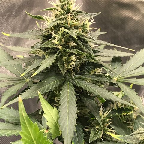 Zkittlez Express growlog timeline photo