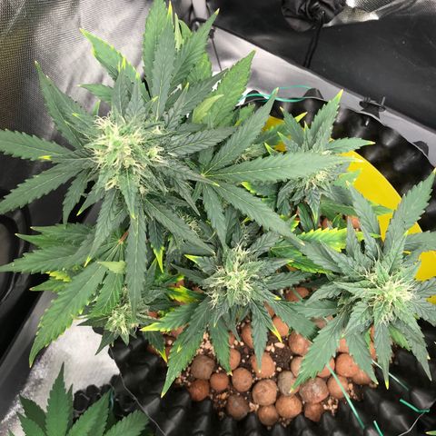 Zkittlez Express growlog timeline photo