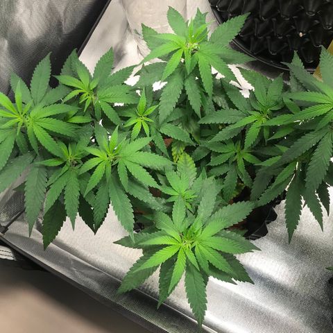 Cheese growlog timeline photo