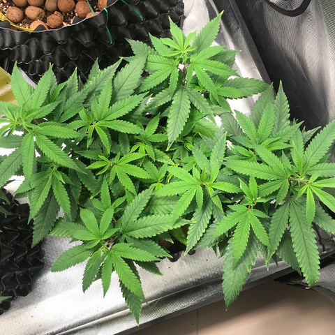 Amnesia Haze growlog timeline photo