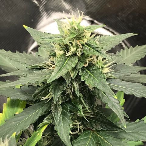 Zkittlez Express growlog timeline photo