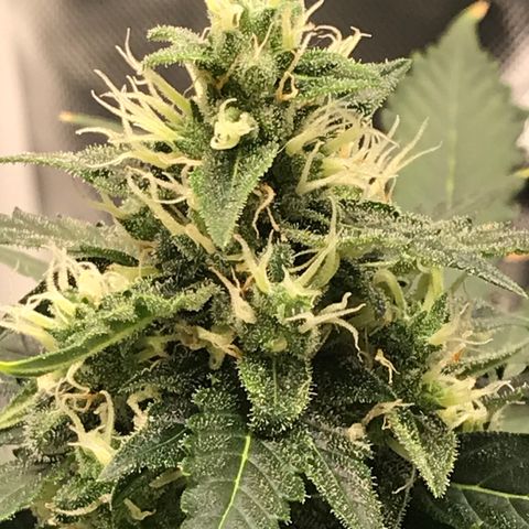 Zkittlez Express growlog timeline photo