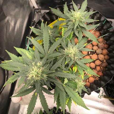 Zkittlez Express growlog timeline photo