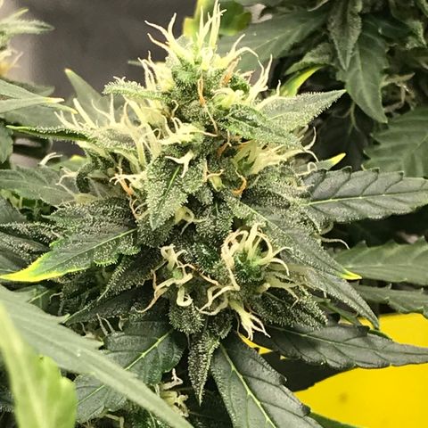 Zkittlez Express growlog timeline photo