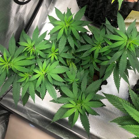 Cheese growlog timeline photo