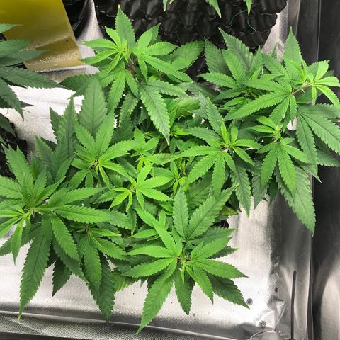 Amnesia Haze growlog timeline photo