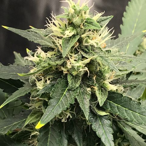 Zkittlez Express growlog timeline photo