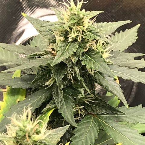 Zkittlez Express growlog timeline photo