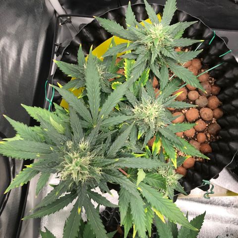 Zkittlez Express growlog timeline photo