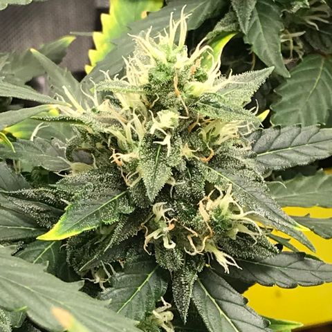 Zkittlez Express growlog timeline photo