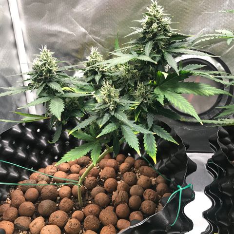 Zkittlez Express growlog timeline photo