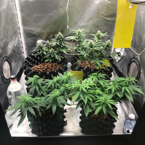 Zkittlez Express growlog timeline photo
