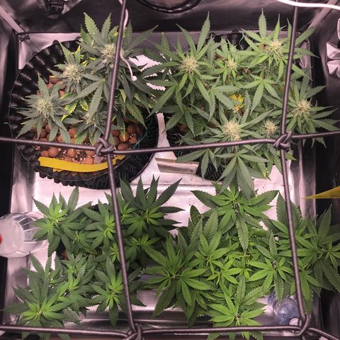 Zkittlez Express growlog timeline photo