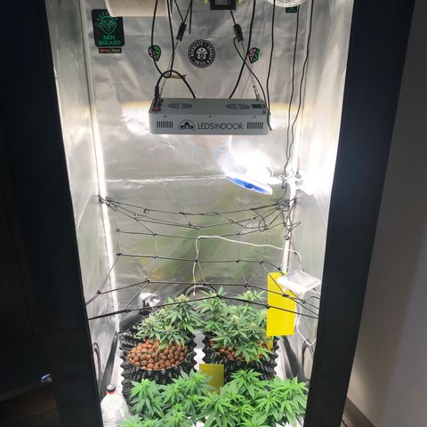 Zkittlez Express growlog timeline photo