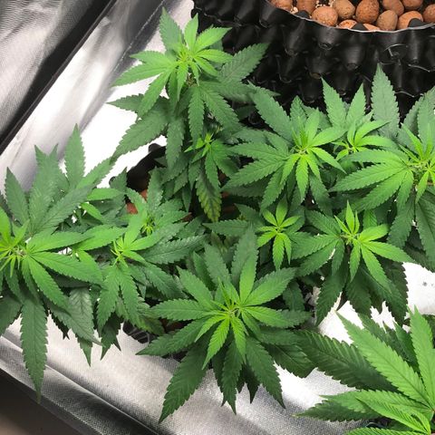 Cheese growlog timeline photo