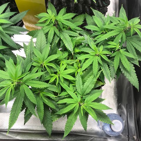 Amnesia Haze growlog timeline photo