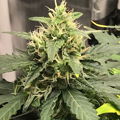 Zkittlez Express growlog timeline photo