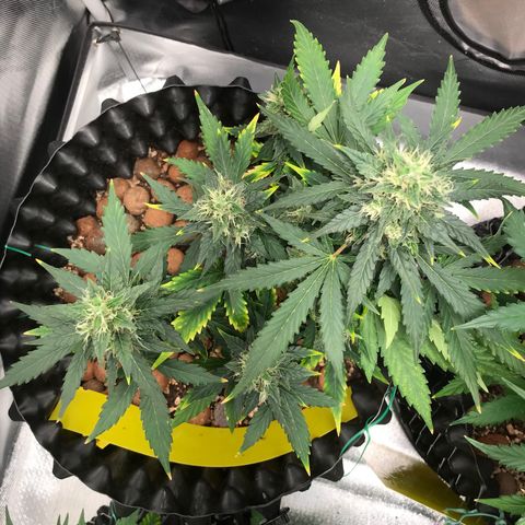 Zkittlez Express growlog timeline photo