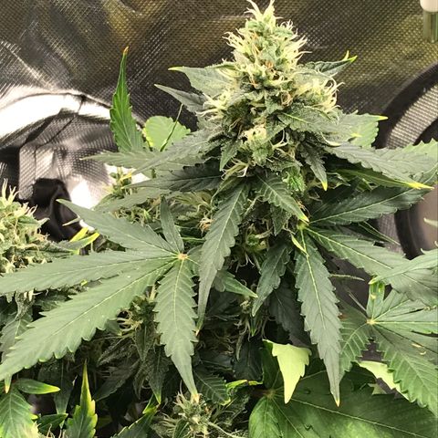 Zkittlez Express growlog timeline photo