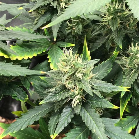 Zkittlez Express growlog timeline photo