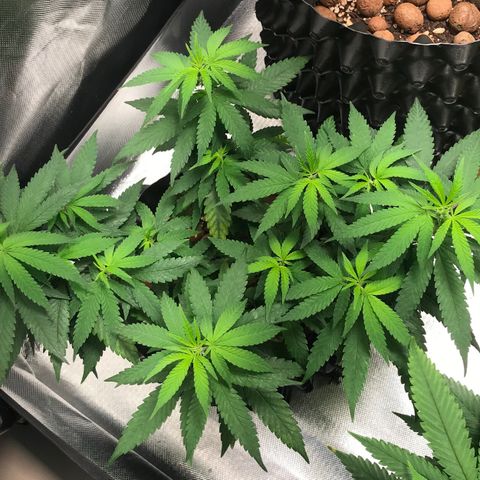Cheese growlog timeline photo