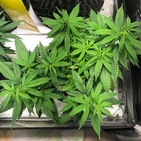 Amnesia Haze growlog timeline photo