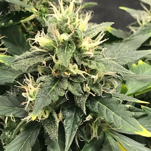 Zkittlez Express growlog timeline photo