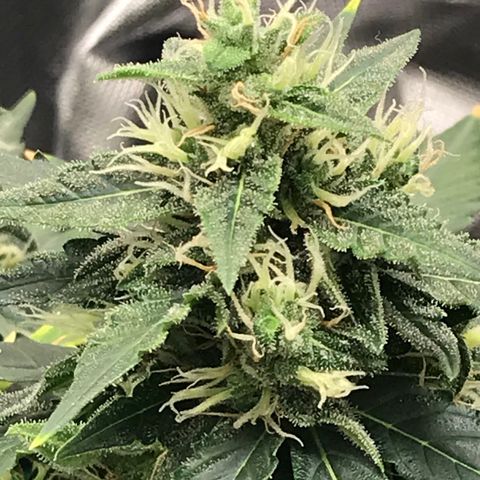 Zkittlez Express growlog timeline photo