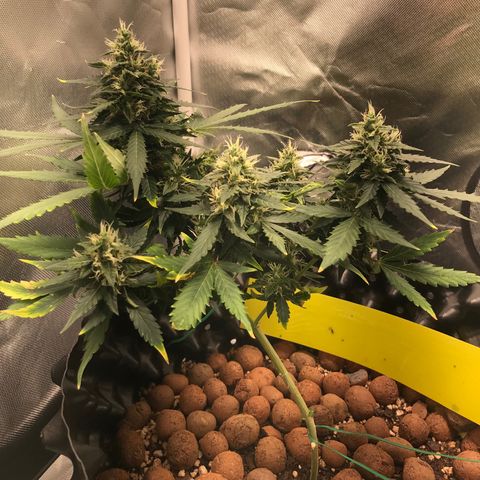 Zkittlez Express growlog timeline photo