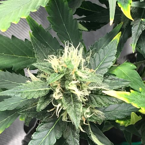 Zkittlez Express growlog timeline photo