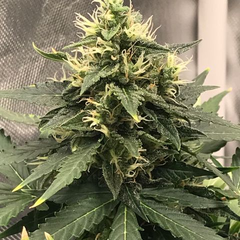 Zkittlez Express growlog timeline photo
