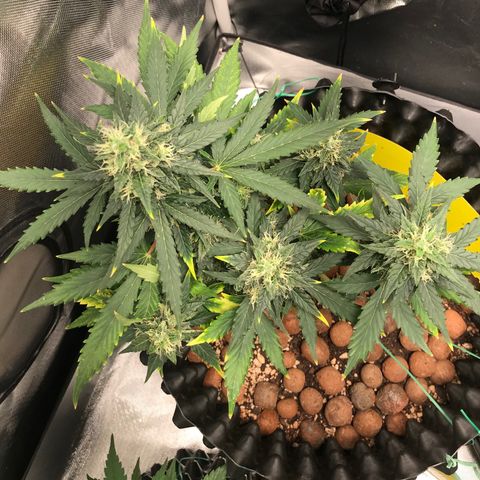 Zkittlez Express growlog timeline photo
