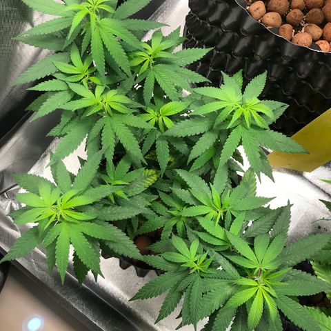 Cheese growlog timeline photo