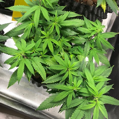 Amnesia Haze growlog timeline photo
