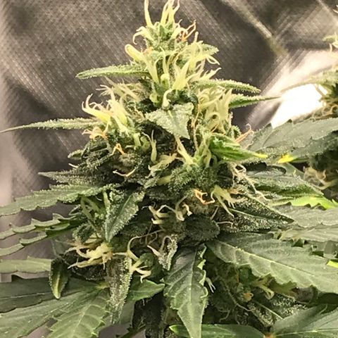 Zkittlez Express growlog timeline photo