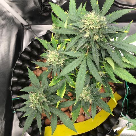 Zkittlez Express growlog timeline photo