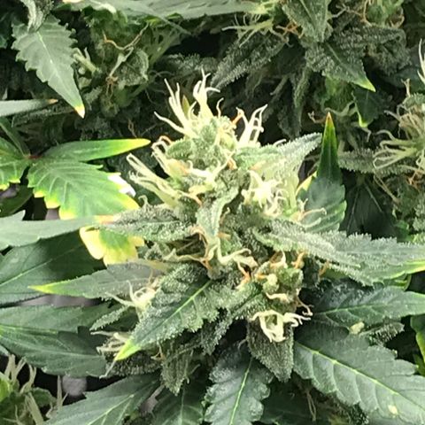 Zkittlez Express growlog timeline photo