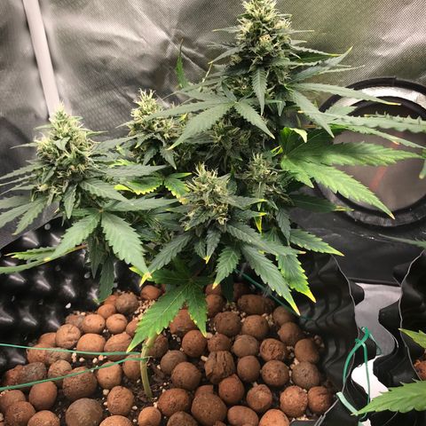 Zkittlez Express growlog timeline photo