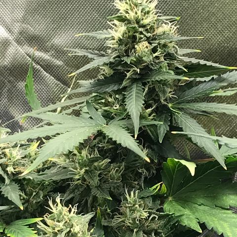 Zkittlez Express growlog timeline photo