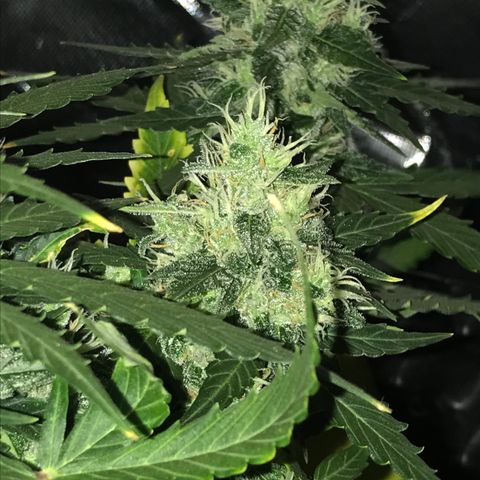 Zkittlez Express growlog timeline photo