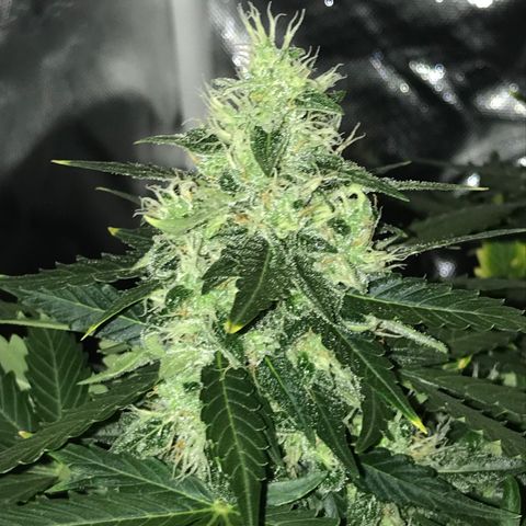 Zkittlez Express growlog timeline photo